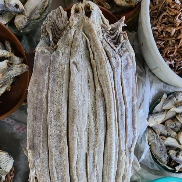 Dry Shark \ ತಾಟೆ