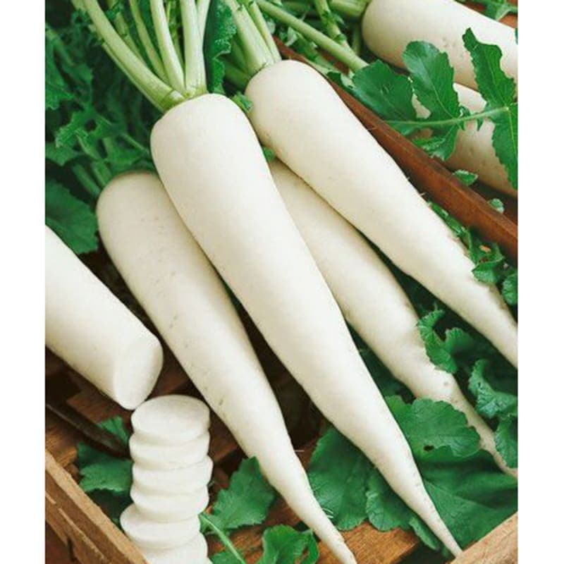 Radish White
